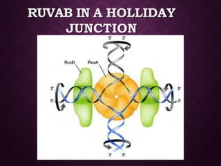 RUVAB IN A HOLLIDAY
JUNCTION
 
