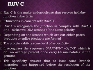 RUV C
Ruv C is the major endonuclease that resoves holliday
junction in bacteria
Itfunctions in concert withRuvAB
RuvC is recognises the junction in complex with RuvAB
and nicks two DNA strands of the same polarity
Depending on the strands which are cut either patch
products or splice products are formed
The protein exhibits some level of sepecificity
It recognises the sequence 5”-A/T-T-T-T -G/C-3” which is
on an average present once every 64 nucleotides in the
genome
This specificity ensures that at least some branch
migration has happened before the resolution of the
junction
 