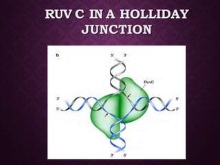 RUV C IN A HOLLIDAY
JUNCTION
 