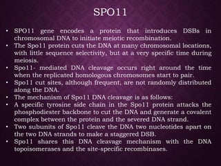 SPO11
• SPO11 gene encodes a protein that introduces DSBs in
chromosomal DNA to initiate meiotic recombination.
• The Spo11 protein cuts the DNA at many chromosomal locations,
with little sequence selectivity, but at a very specific time during
meiosis.
• Spo11- mediated DNA cleavage occurs right around the time
when the replicated homologous chromosomes start to pair.
• Spo11 cut sites, although frequent, are not randomly distributed
along the DNA.
• The mechanism of Spo11 DNA cleavage is as follows:
• A specific tyrosine side chain in the Spo11 protein attacks the
phosphodiester backbone to cut the DNA and generate a covalent
complex between the protein and the severed DNA strand.
• Two subunits of Spo11 cleave the DNA two nucleotides apart on
the two DNA strands to make a staggered DSB.
• Spo11 shares this DNA cleavage mechanism with the DNA
topoisomerases and the site-specific recombinases.
 