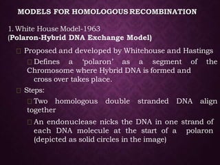 MODELS FOR HOMOLOGOUS RECOMBINATION
1.White House Model-1963
(Polaron-Hybrid DNA Exchange Model)
Proposed and developed by Whitehouse and Hastings
Defines a ‘polaron’ as a segment of the
Chromosome where Hybrid DNA is formed and
cross over takes place.
Steps:
Two homologous double stranded DNA align
together
An endonuclease nicks the DNA in one strand of
each DNA molecule at the start of a polaron
(depicted as solid circles in the image)
 
