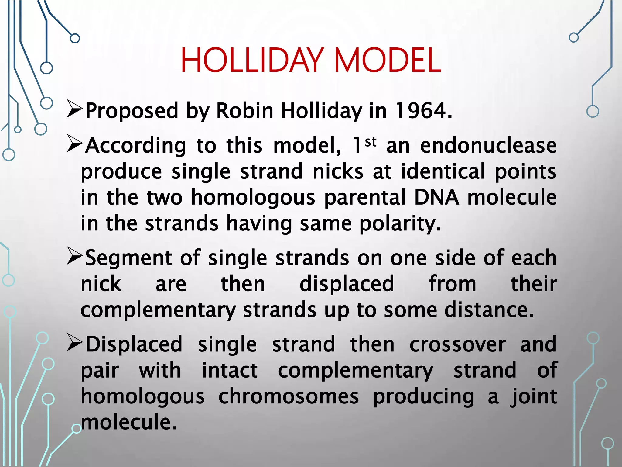 HOLLIDAY MODEL
Proposed by Robin Holliday in 1964.
According to this model, 1st an endonuclease
produce single strand nicks at identical points
in the two homologous parental DNA molecule
in the strands having same polarity.
Segment of single strands on one side of each
nick are then displaced from their
complementary strands up to some distance.
Displaced single strand then crossover and
pair with intact complementary strand of
homologous chromosomes producing a joint
molecule.
 