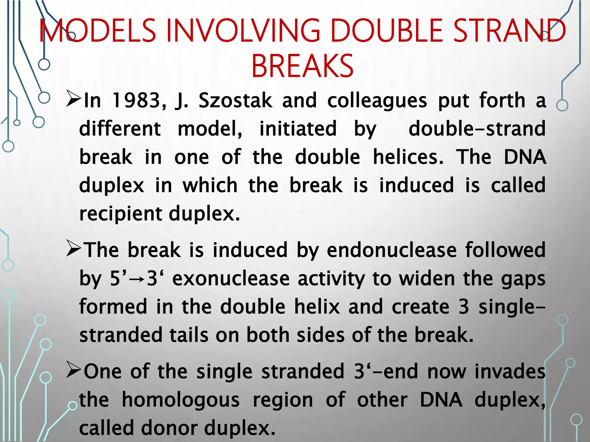 MODELS INVOLVING DOUBLE STRAND
BREAKS
In 1983, J. Szostak and colleagues put forth a
different model, initiated by double-strand
break in one of the double helices. The DNA
duplex in which the break is induced is called
recipient duplex.
The break is induced by endonuclease followed
by 5’→3‘ exonuclease activity to widen the gaps
formed in the double helix and create 3 single-
stranded tails on both sides of the break.
One of the single stranded 3‘-end now invades
the homologous region of other DNA duplex,
called donor duplex.
 