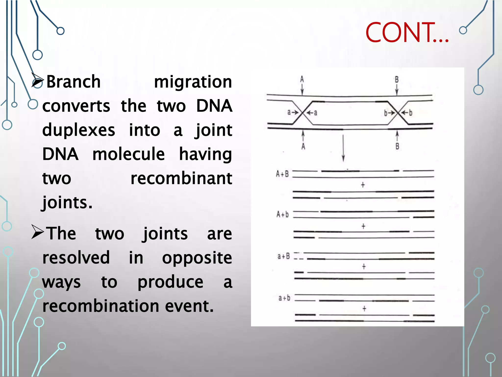 Branch migration
converts the two DNA
duplexes into a joint
DNA molecule having
two recombinant
joints.
The two joints are
resolved in opposite
ways to produce a
recombination event.
CONT…
 