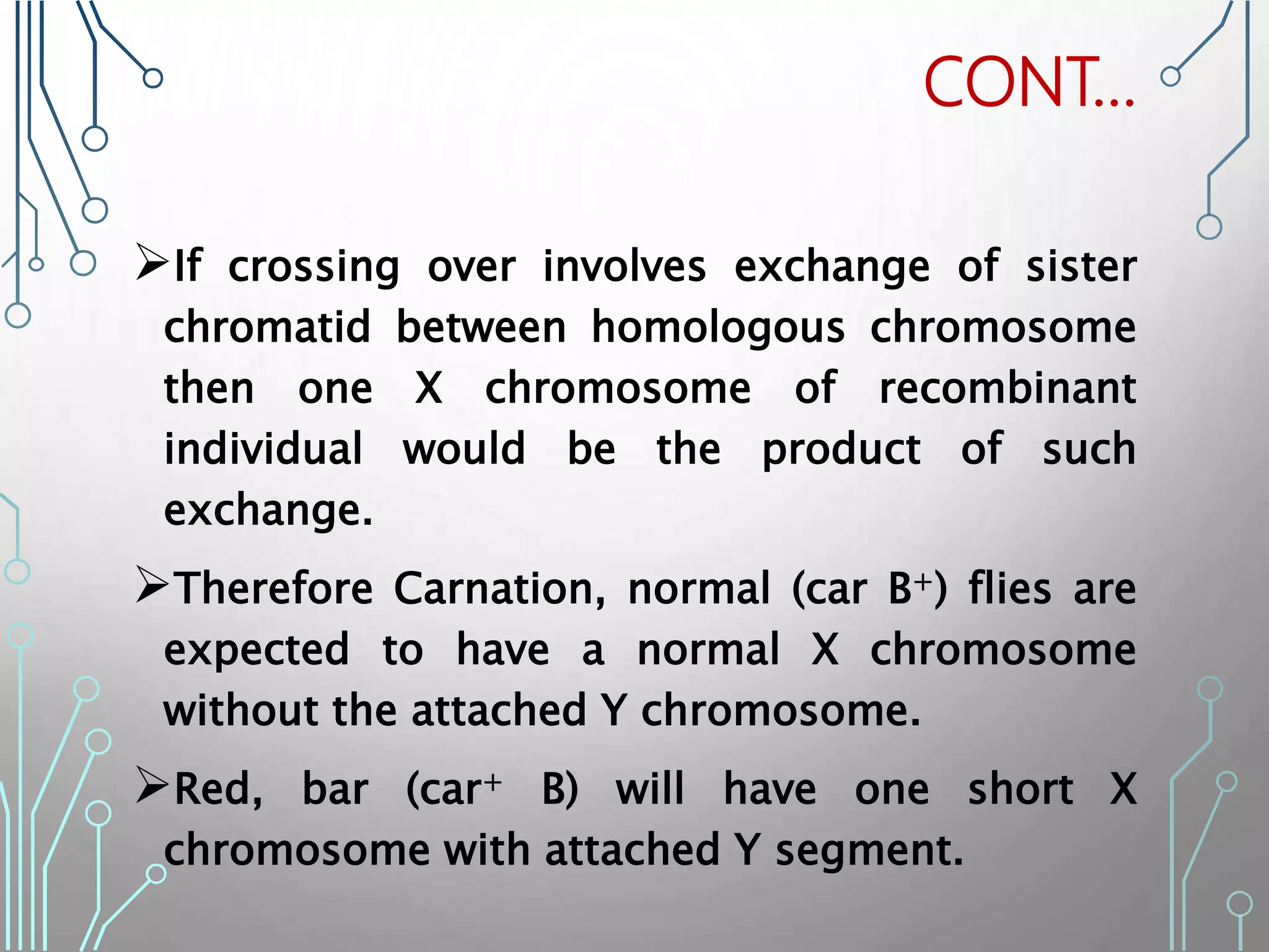 If crossing over involves exchange of sister
chromatid between homologous chromosome
then one X chromosome of recombinant
individual would be the product of such
exchange.
Therefore Carnation, normal (car B+) flies are
expected to have a normal X chromosome
without the attached Y chromosome.
Red, bar (car+ B) will have one short X
chromosome with attached Y segment.
CONT…
 