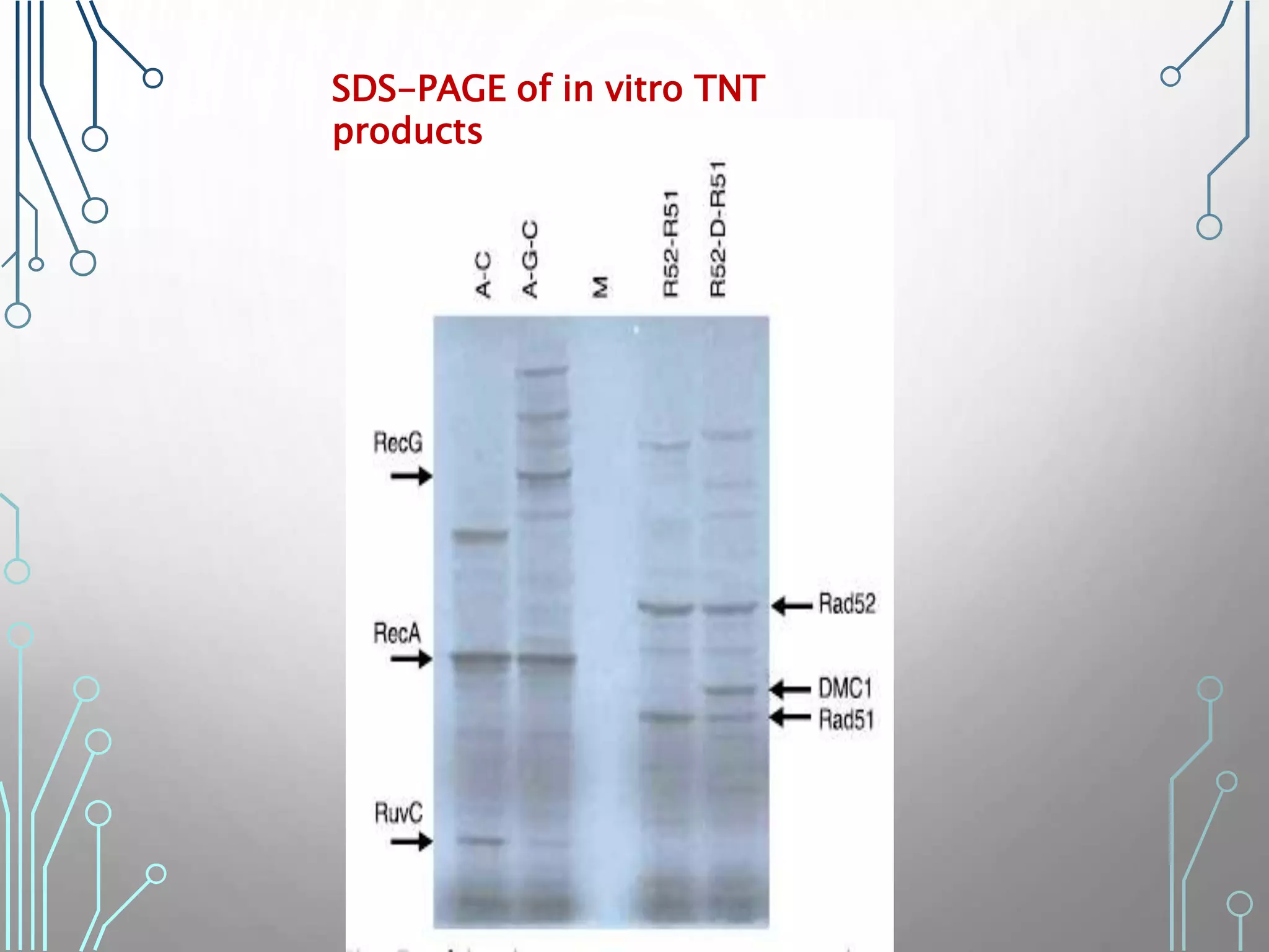 SDS-PAGE of in vitro TNT
products
 