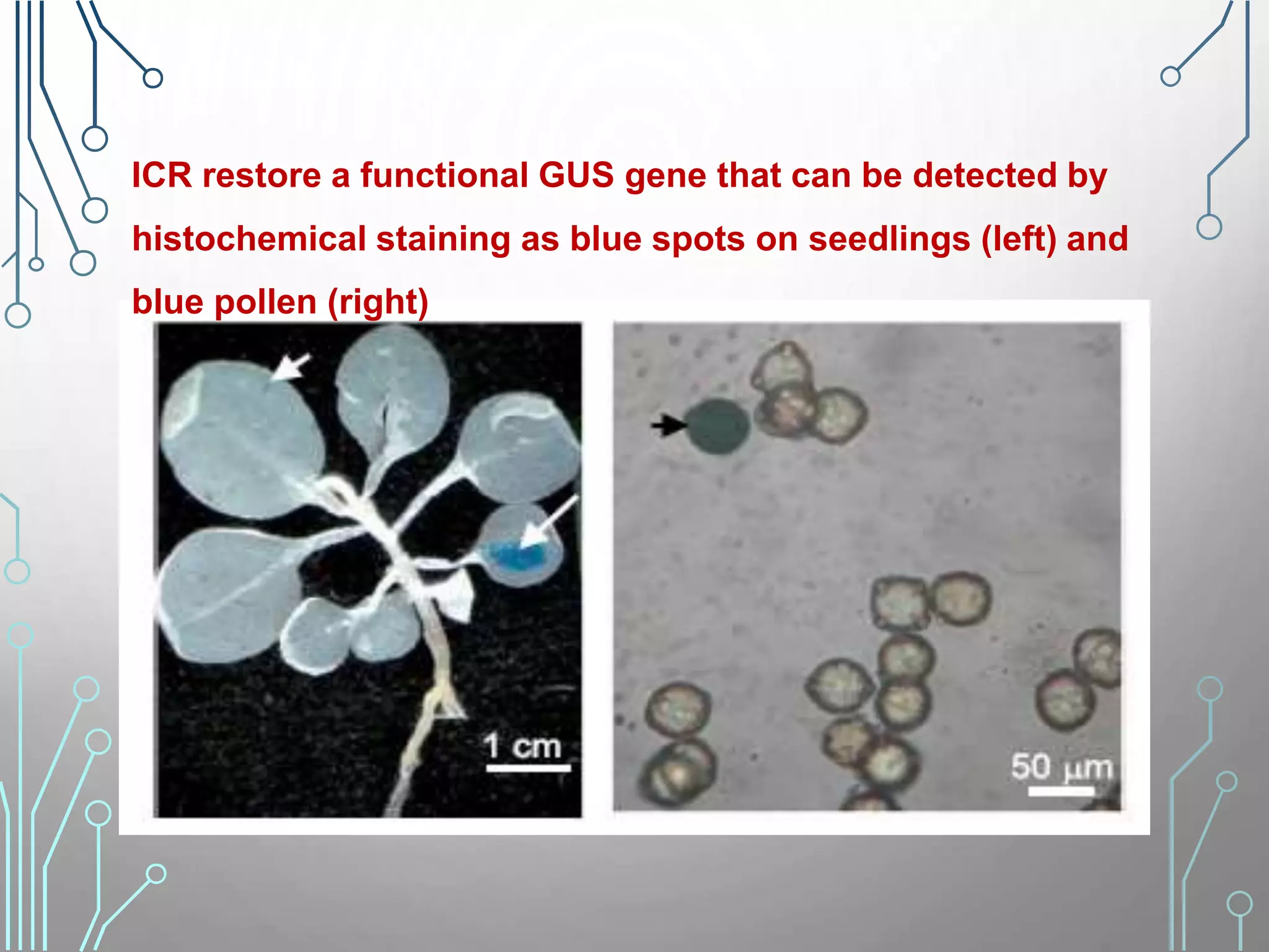 ICR restore a functional GUS gene that can be detected by
histochemical staining as blue spots on seedlings (left) and
blue pollen (right)
 