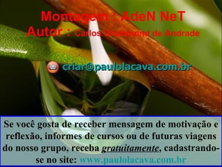 Montagem : AdeN NeT Autor :  Carlos Drummond de Andrade [email_address] Se você gosta de receber mensagem de motivação e reflexão, informes de cursos ou de futuras viagens do nosso grupo, receba  gratuitamente , cadastrando-se no site:  www.paulolacava.com.br 