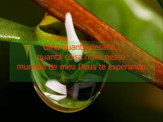 Olha quanto desafio… quanta coisa nova nesse  mundão de meu Deus te esperando. 