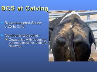 Effects of Body Condition on Performance of Dairy Cows