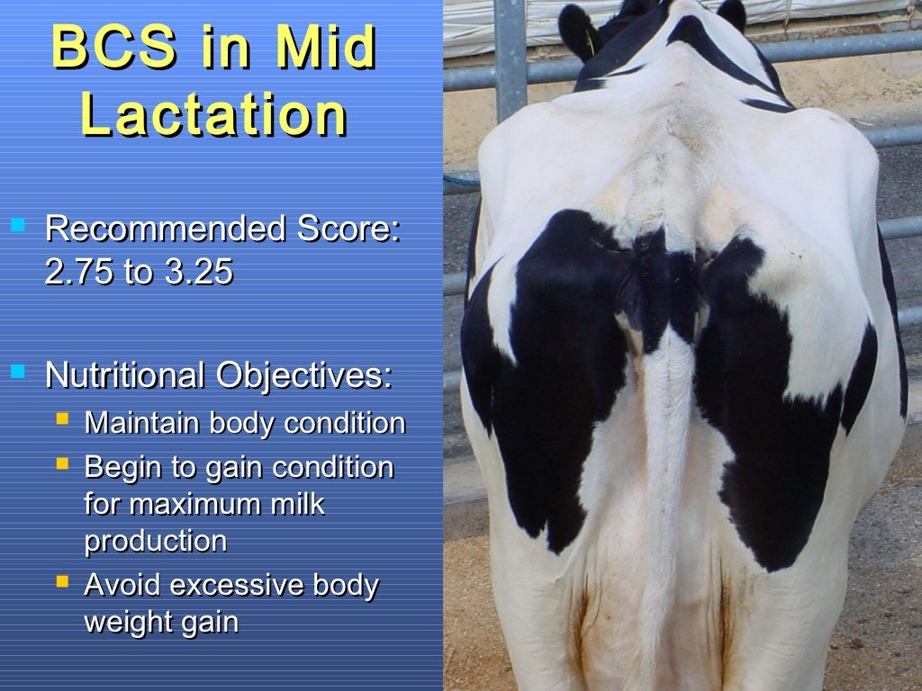 Effects of Body Condition on Performance of Dairy Cows