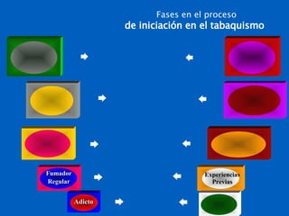 Fases en el proceso de iniciación en el tabaquismo Entre los 10 y 12  años de edad Experimen- tación Susceptibilidad y receptividad a la Industria Tabacalera Entre 12 y 18  años de edad Fumador Regular Experiencias Previas >18 años  de edad Adicto Consumo regular Entre los 8 y 10  años de edad Primeros intentos Padres fumadores y susceptibilidad Antes de los 8  años de edad Preparación Ambiente familiar y escolar de fumadores 