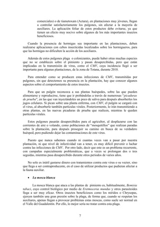 comerciales) o de tiametoxam (Actara), en plantaciones muy jóvenes, llegan 
a controlar satisfactoriamente los pulgones, sin afectar a la mayoría de 
auxiliares. La aplicación foliar de estos productos debe evitarse, ya que 
tienen un efecto muy nocivo sobre algunos de los más importantes insectos 
beneficiosos. 
Cuando la presencia de hormigas sea importante en las plantaciones, deben 
realizarse aplicaciones con cebos insecticidas localizados sobre los hormigueros, para 
que las hormigas no dificulten la acción de los auxiliares. 
Además de estos pulgones plaga o colonizantes, puede haber otras muchas especies 
que no se establecen sobre el pimiento y pasan desapercibidas, pero que están 
implicadas en la transmisión de virus, como el CMV, cuya incidencia llegó a ser 
importante para algunas plantaciones, de la zona de Totana, durante 2010. 
Para entender como se producen estas infecciones de CMV, transmitidas por 
pulgones, sin que detectemos su presencia en la plantación, hay que conocer algunos 
aspectos sobre el comportamiento de estos insectos. 
Para que un pulgón reconozca a sus plantas huéspedes, sobre las que pueden 
alimentarse y reproducirse, tiene que ir probándolas a través de numerosas “picaduras 
de prueba”, en las que van inyectándoles un poco de saliva para después absorberles los 
jugos celulares. Si pican sobre una planta enferma, con CMV, el pulgón se cargará con 
el virus, al absorberle también partículas virales. Posteriormente, lo irán transmitiendo a 
otras plantas, en las nuevas picaduras de prueba que realicen, mientras le queden 
partículas virales. 
Estos pulgones pasarán desapercibidos para el agricultor, al desplazarse con las 
corrientes de aire o volando, como poblaciones de “mosquitillos” que realizan paradas 
sobre la plantación, para después proseguir su camino en busca de su verdadero 
huésped, pero pudiendo dejar las contaminaciones de este virus. 
Puesto que nunca sabemos cuando ni cuantas veces van a pasar por nuestra 
plantación, ni que nivel de infectividad van a tener, es muy difícil prevenir o luchar 
contra las infecciones de CMV. Por otro lado, decir que este es un problema recurrente, 
con campañas especialmente problemáticas, que a veces se prolongan dos o tres 
seguidas, mientras pasa desapercibido durante otros periodos de varios años. 
No solo es inútil gastarse dinero con tratamientos contra este virus o su vector, sino 
que llega a ser contraproducente, en el caso de utilizar productos que pudieran afectar a 
la fauna auxiliar. 
· La mosca blanca 
La mosca blanca que ataca a las plantas de pimiento es, habitualmente, Bemisia 
tabaci, cuyo control biológico por medio de Eretmocerus mundus y otros parasitoides 
llega a ser muy eficaz. Otros insectos beneficiosos como los míridos o Chrysopas, 
ejercen también una gran presión sobre la plaga, de forma que, cuando se respetan los 
auxiliares, apenas llegan a provocar problemas estas moscas, como suele ser normal en 
el Valle del Guadalentín. Por ello, lo mejor sería no tratar contra esta plaga. 
7 
 