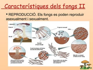 Característiques dels fongs II
 REPRODUCCIÓ. Els fongs es poden reproduir
asexualment i sexualment.
 