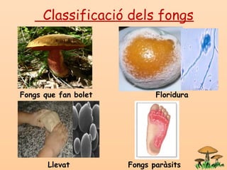 Classificació dels fongs
Fongs que fan bolet Floridura
Llevat Fongs paràsits
 