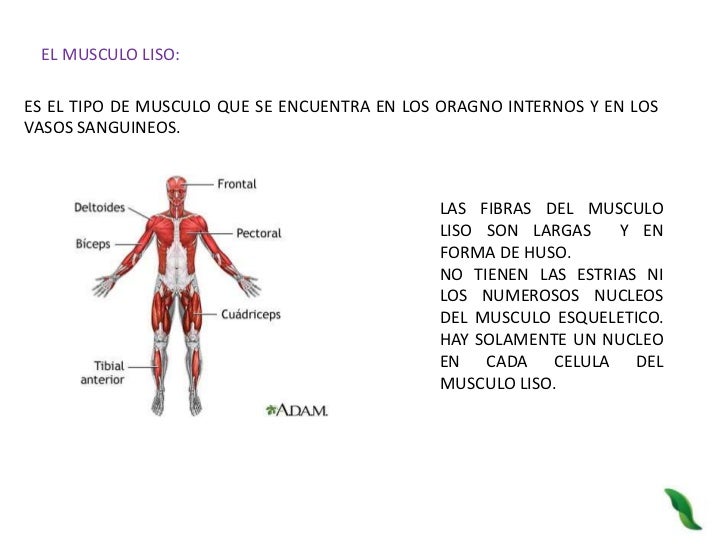 Reconoce la importancia y funcion del sistema muscular