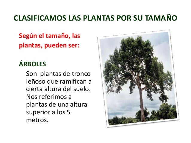 Reconociendo las plantas y sus partes modulo ii Reconociendo las plantas y sus partes modulo ii