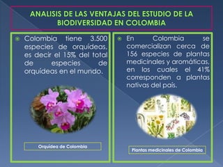    Colombia tiene 3.500           En      Colombia      se
    especies de orquídeas,          comercializan cerca de
    es decir el 15% del total       156 especies de plantas
    de      especies      de        medicinales y aromáticas,
    orquídeas en el mundo.          en los cuales el 41%
                                    corresponden a plantas
                                    nativas del país.




        Orquídea de Colombia
                                     Plantas medicinales de Colombia
 