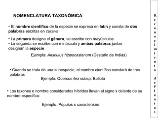 NOMENCLATURA TAXONÓMICA
• El nombre científico de la especie se expresa en latín y consta de dos
palabras escritas en cursiva
• La primera designa el género, se escribe con mayúsculas
• La segunda se escribe con minúscula y ambas palabras juntas
designan la especie
Ejemplo: Aesculus hippocastanum (Castaño de Indias)
• Cuando se trata de una subespecie, el nombre científico constará de tres
palabras
Ejemplo: Quercus ilex subsp. Ballota
• Los taxones o nombre considerados híbridos llevan el signo x delante de su
nombre específico
Ejemplo: Populus x canadienses
R
e
c
o
n
o
c
i
m
i
e
n
t
o
d
e
P
l
a
n
t
a
s
 