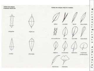 R
e
c
o
n
o
c
i
m
i
e
n
t
o
d
e
P
l
a
n
t
a
s
 