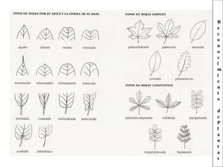 R
e
c
o
n
o
c
i
m
i
e
n
t
o
d
e
P
l
a
n
t
a
s
 