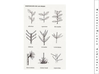 R
e
c
o
n
o
c
i
m
i
e
n
t
o
d
e
P
l
a
n
t
a
s
 