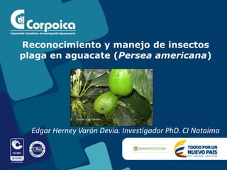 Edgar Herney Varón Devia. Investigador PhD. CI Nataima
Reconocimiento y manejo de insectos
plaga en aguacate (Persea americana)
Fuente: Luis Caicedo.
 