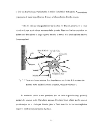 93
se crea una diferencia de potencial entre el interior y el exterior de la célula. Al mecanismo
responsable de lograr esta diferencia de iones sele llama bomba de sodio-potasio.
Todos los tipos de iones pueden salir de la célula por difusión, excepto por lo iones
orgánicos (carga negativa) que son demasiados grandes. Dado que los ionesorgánicos no
pueden salir de la célula, su carga negativa dificulta la entrada en la célula de iones de cloro
(carga negativa).
Fig. 5.2 Estructura de una neurona. Las sinapsis conectan el axón de la neurona con
distintas partes de otras neuronas (Freeman, Redes Neuronales ).
La membrana celular es más permeable para los iones de potasio (carga positiva)
que para los iones de sodio. El gradiente químico del potasio tiende a hacer que los iones de
potasio salgan de la célula por difusión, pero la fuerte atracción de los iones orgánicos
negativos tiende a mantener dentro el potasio.
 