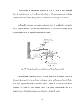 94
Como resultado de los procesos anteriores, se tiene un exceso de iones negativos
fuera de la célula, e iones positivos dentro de la célula. La diferencia de potencial producida
es del orden de 70 a 100 mV. Este potencial se le llamapotencial de reposo de la célula.
La figura 5.3 ilustra una neurona con varias conexiones de entrada, y los potenciales
que se tienen en distintas posiciones. La cubierta del axón se llama vaina d
e mielina, la cuál
es interrumpida en varios puntos por los nodos de Ranvier.
Fig. 5.3 Potenciales en la neurona (Freeman, Redes Neuronales ).
Las entradas excitatorias que llegan a la célula a través de las sinapsis, reducen la
diferencia de potencial en la membrana. La despolarización resultante en el montículo del
axón altera la permeabilidad de la membrana celular a efectos de los iones de sodio. Como
resultado, los iones de sodio pueden entrar a la célula, contribuyendo más a la
despolarización. Este efecto autogenerado da lugar al potencial de acción.
 