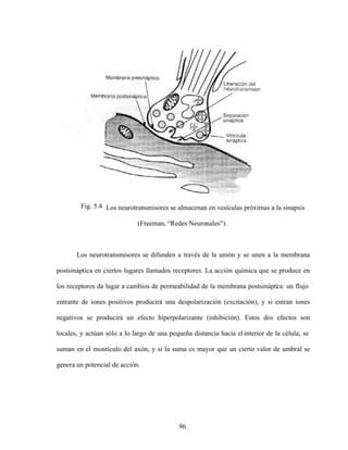 96
Fig. 5.4 Los neurotransmisores se almacenan en vesículas próximas a la sinapsis
(Freeman, Redes Neuronales ).
Los neurotransmisores se difunden a través de la unión y se unen a la membrana
postsináptica en ciertos lugares llamados receptores. La acción química que se produce en
los receptores da lugar a cambios de permeabilidad de la membrana postsinápti
ca: un flujo
entrante de iones positivos producirá una despolarización (excitación), y si entran iones
negativos se producirá un efecto hiperpolarizante (inhibición). Estos dos efectos son
locales, y actúan sólo a lo largo de una pequeña distancia hacia elinterior de la célula; se
suman en el montículo del axón, y si la suma es mayor que un cierto valor de umbral se
genera un potencial de acción.
 