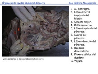 Órganos de la cavidad abdominal del perro              Dra. Emérita Abreu García

                                        ...