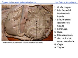 Órganos de la cavidad abdominal del cerdo                         Dra. Emérita Abreu García

                             ...
