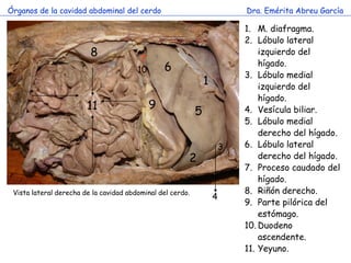 Órganos de la cavidad abdominal del cerdo                                   Dra. Emérita Abreu García

                   ...