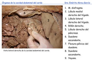 Órganos de la cavidad abdominal del cerdo                           Dra. Emérita Abreu García

                           ...
