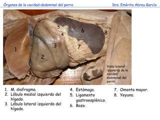 Órganos de la cavidad abdominal del perro                          Dra. Emérita Abreu García




                         ...