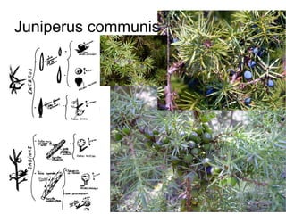 Juniperus communis
 