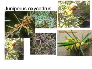 Juniperus oxycedrus
 