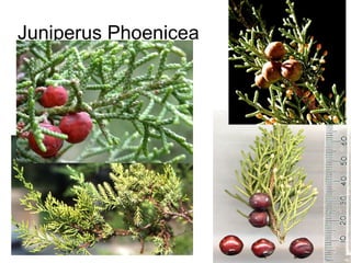 Juniperus Phoenicea
 