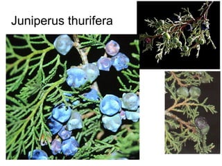Juniperus thurifera
 