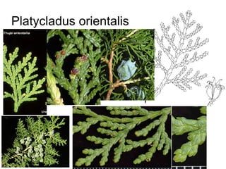 Platycladus orientalis
 