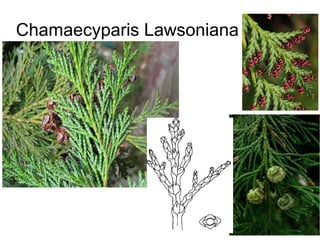 Chamaecyparis Lawsoniana
 