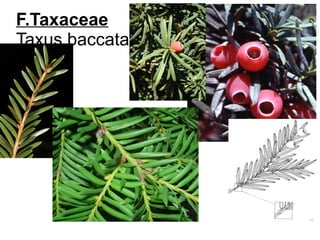 F.Taxaceae
Taxus baccata
 