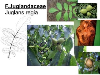 F.Juglandaceae
Juglans regia
 
