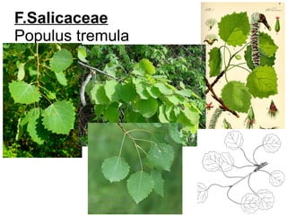 F.Salicaceae
Populus tremula
 