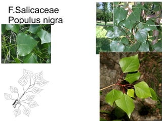 F.Salicaceae
Populus nigra
 