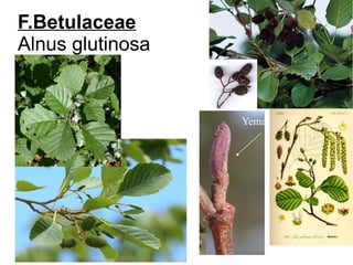 F.Betulaceae
Alnus glutinosa
 