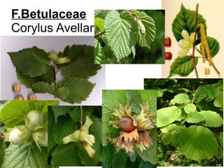 F.Betulaceae
Corylus Avellana
 