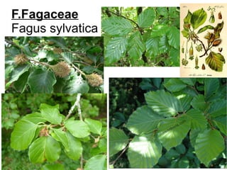 F.Fagaceae
Fagus sylvatica
 