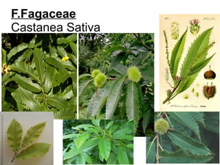 F.Fagaceae
Castanea Sativa
 