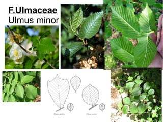 F.Ulmaceae
Ulmus minor
 